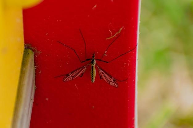 grand junction mosquito control