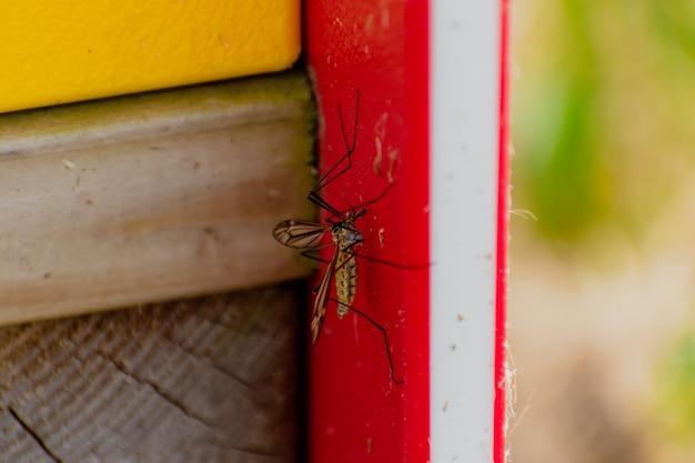 grand junction mosquito control