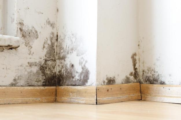 can a general contractor do mold remediation