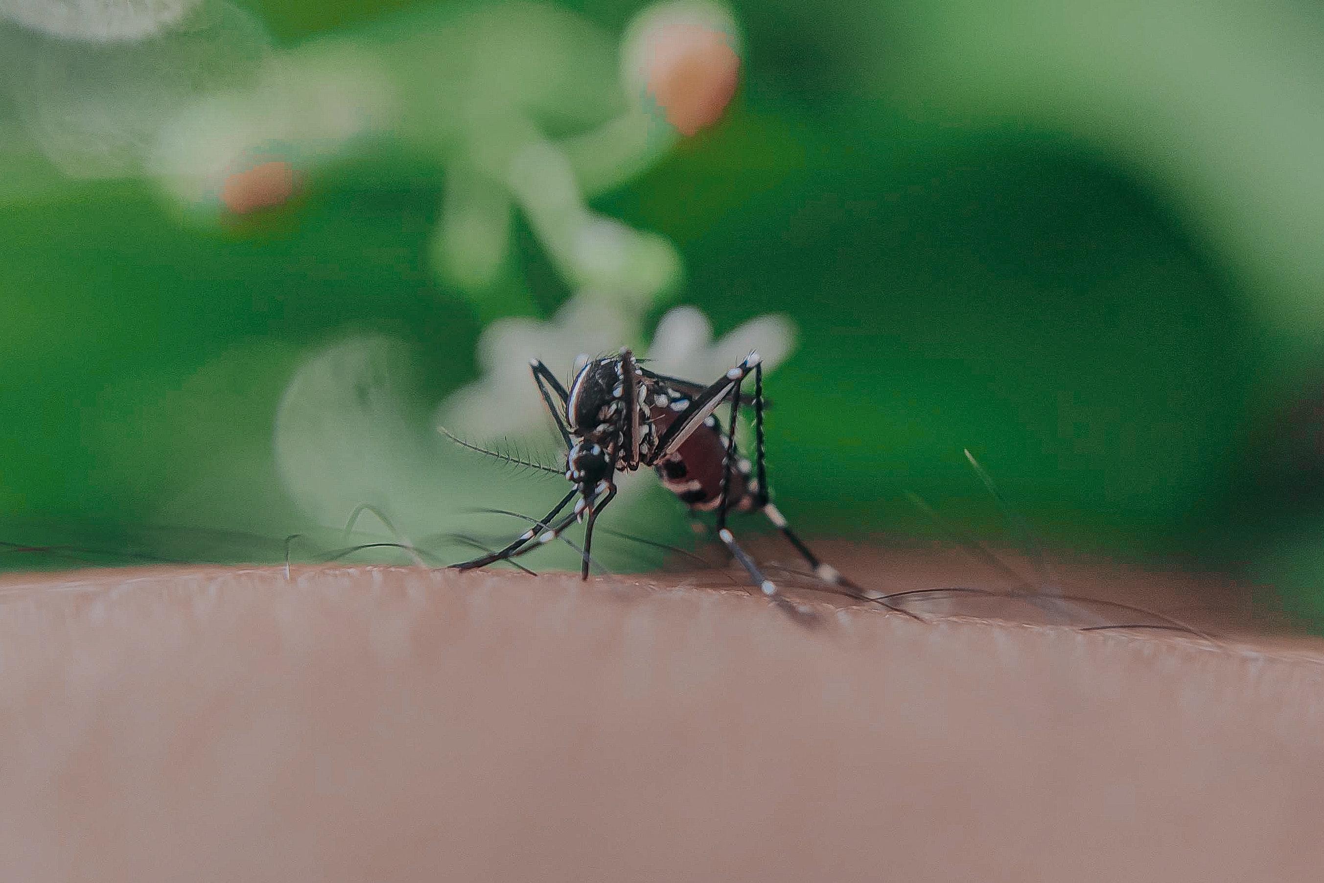 eating match heads for mosquitoes