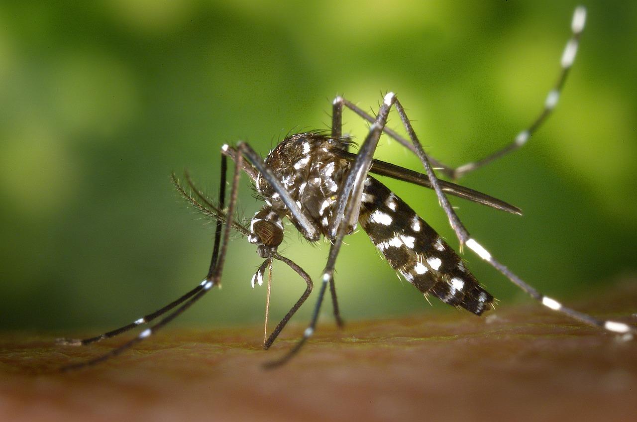 eating match heads for mosquitoes