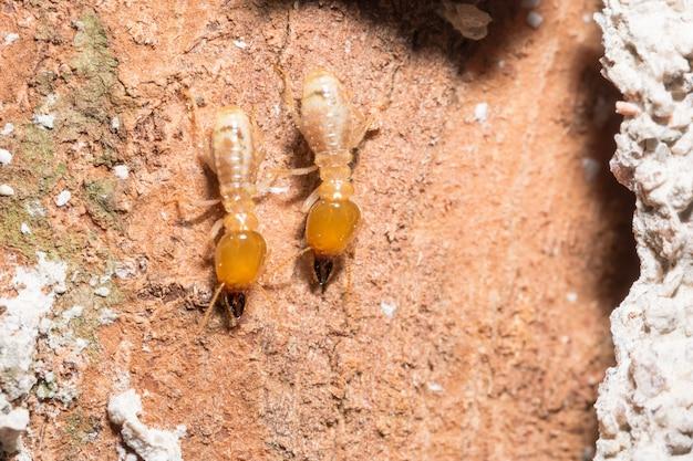 desert termites arizona