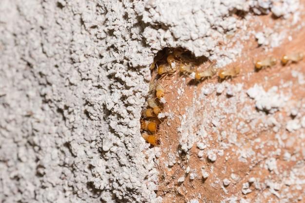 desert termites arizona