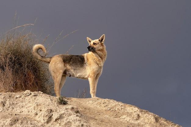 dog bite settlement california