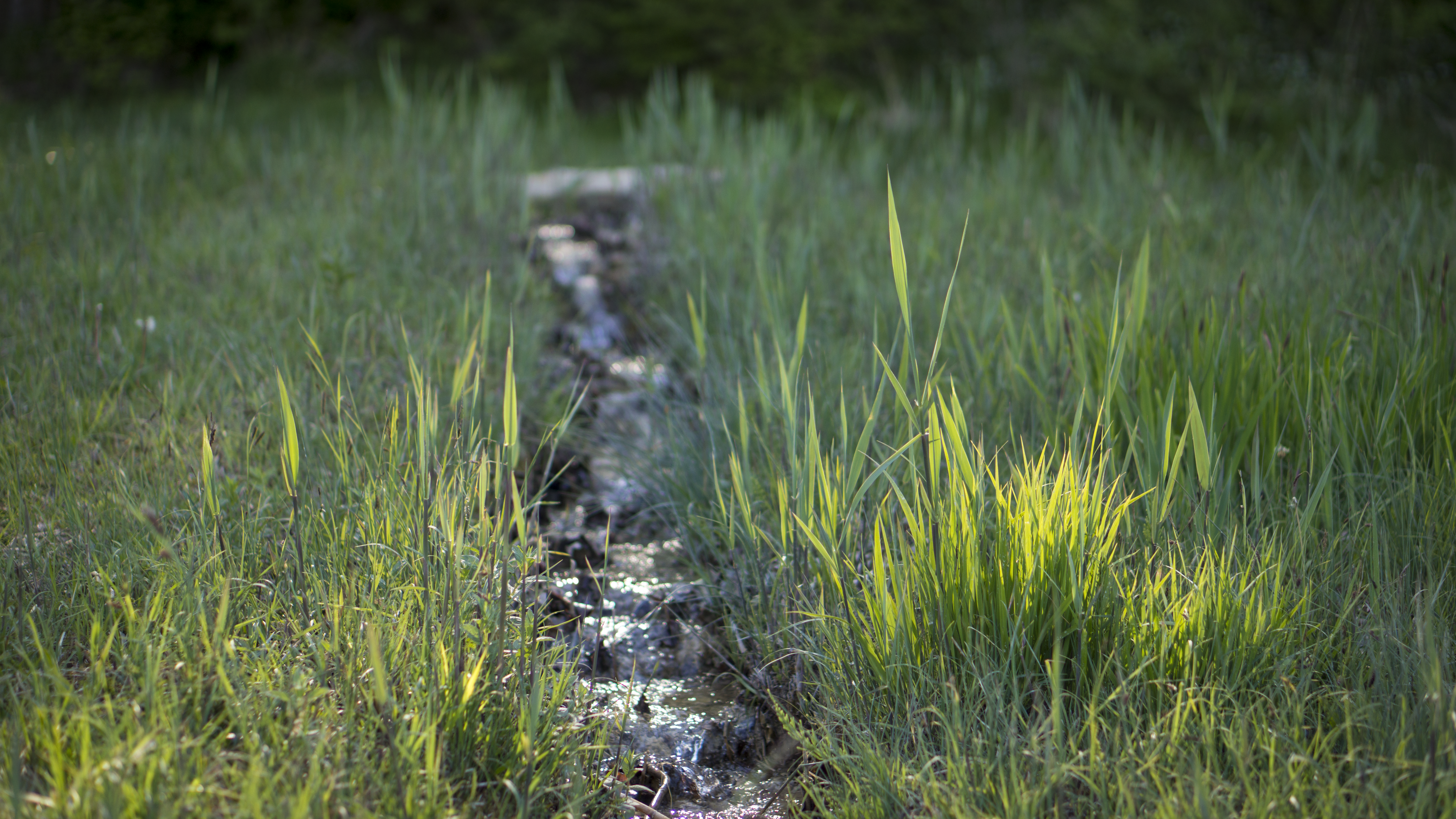 lawn fertilizer with well water