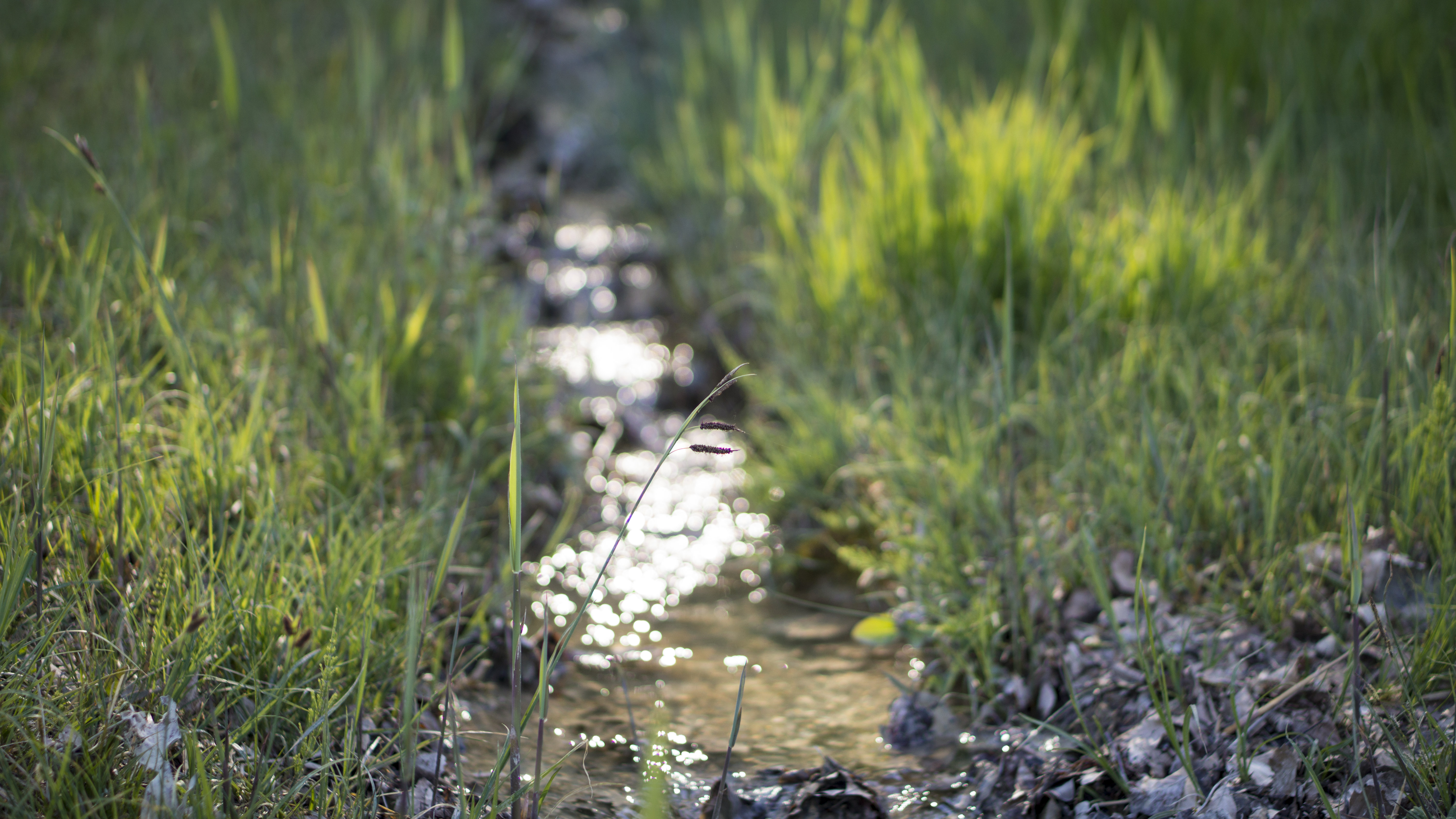 lawn fertilizer with well water