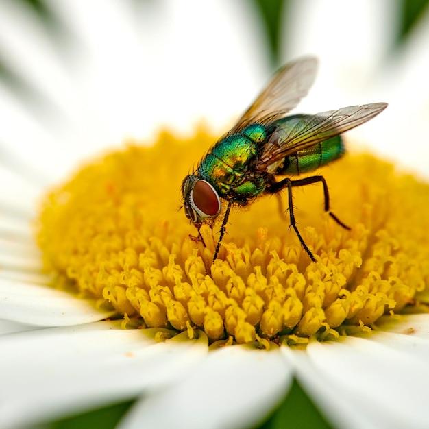 pest control under mobile home