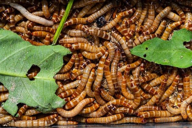 phoenix termites