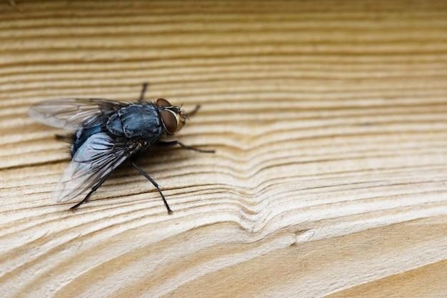 phorid flies in bedroom