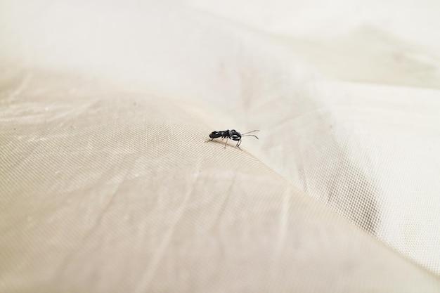 phorid flies in bedroom
