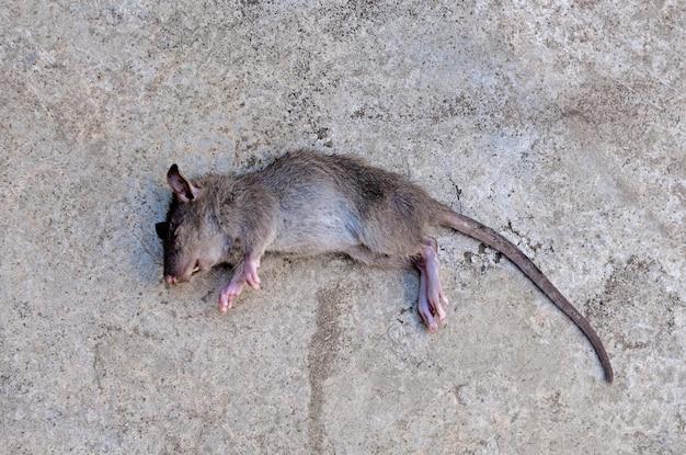 rats under floorboards