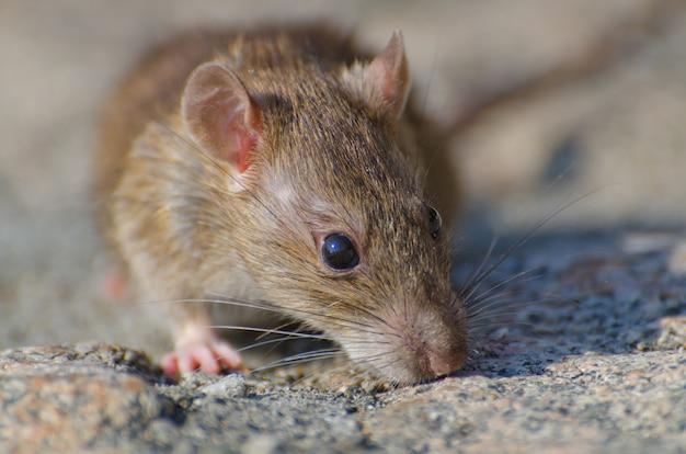 rats under floorboards