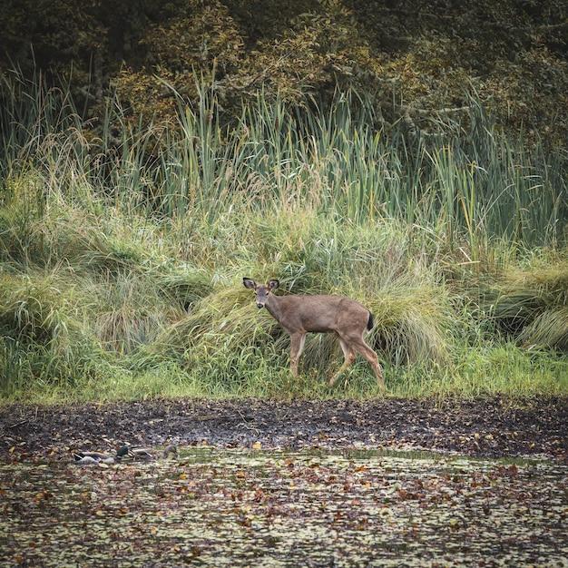 stag's leap vs stags' leap