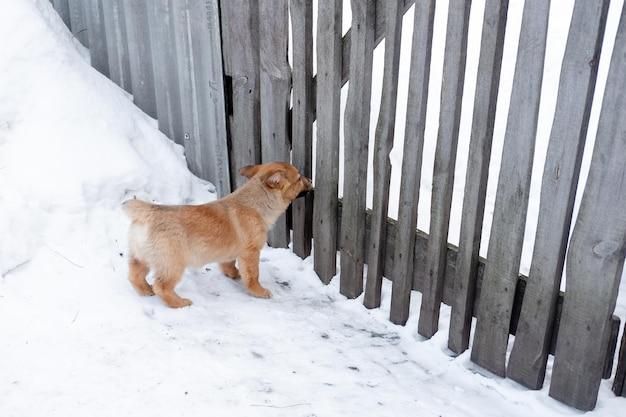 viking yard guard