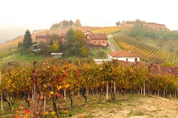 2017 barolo vintage