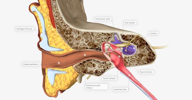 cross hearing aid cost