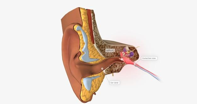 cross hearing aid cost