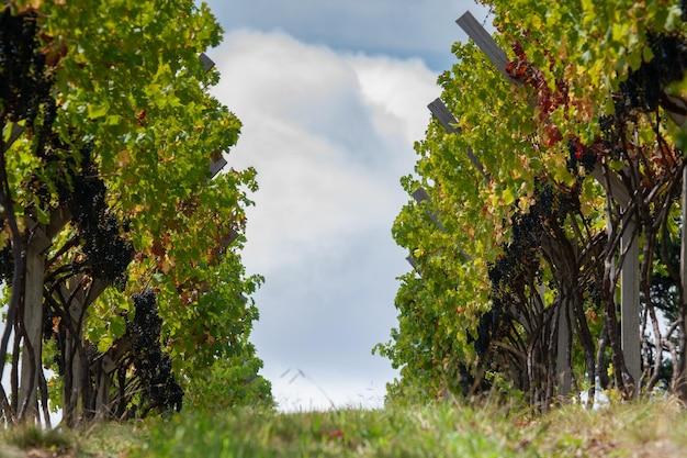 amarone vs barolo