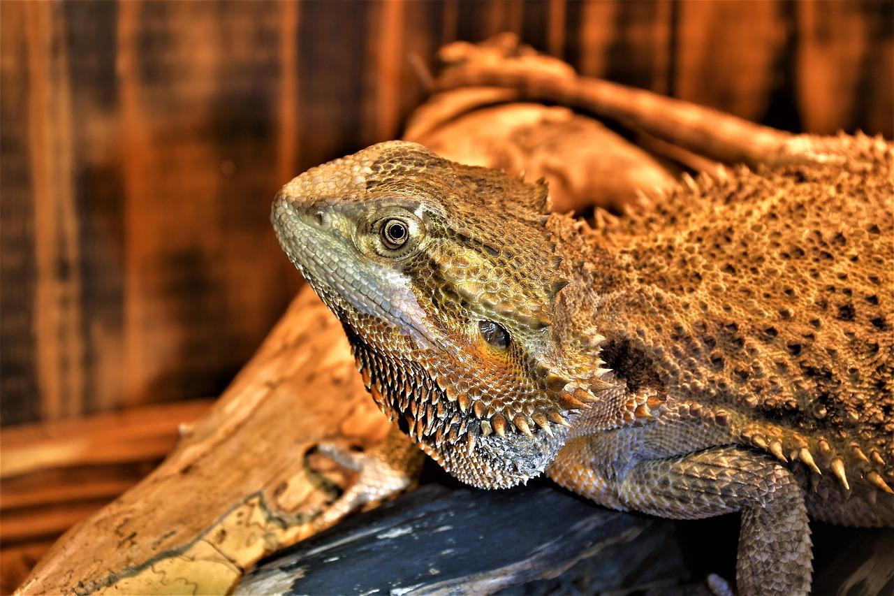 are bearded dragons asexual