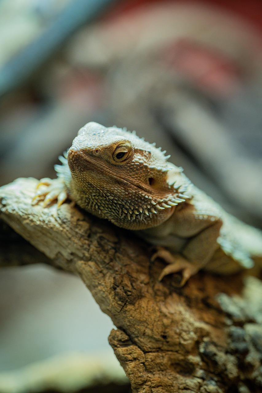 are bearded dragons asexual