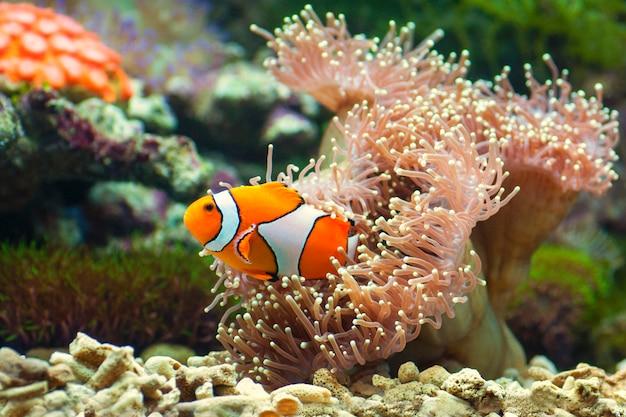 are clownfish aggressive