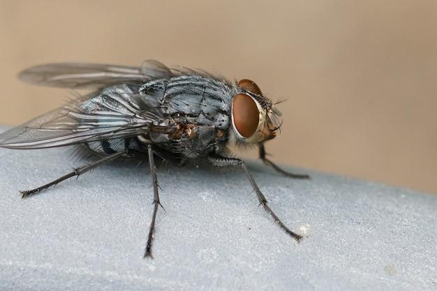 are phorid flies dangerous