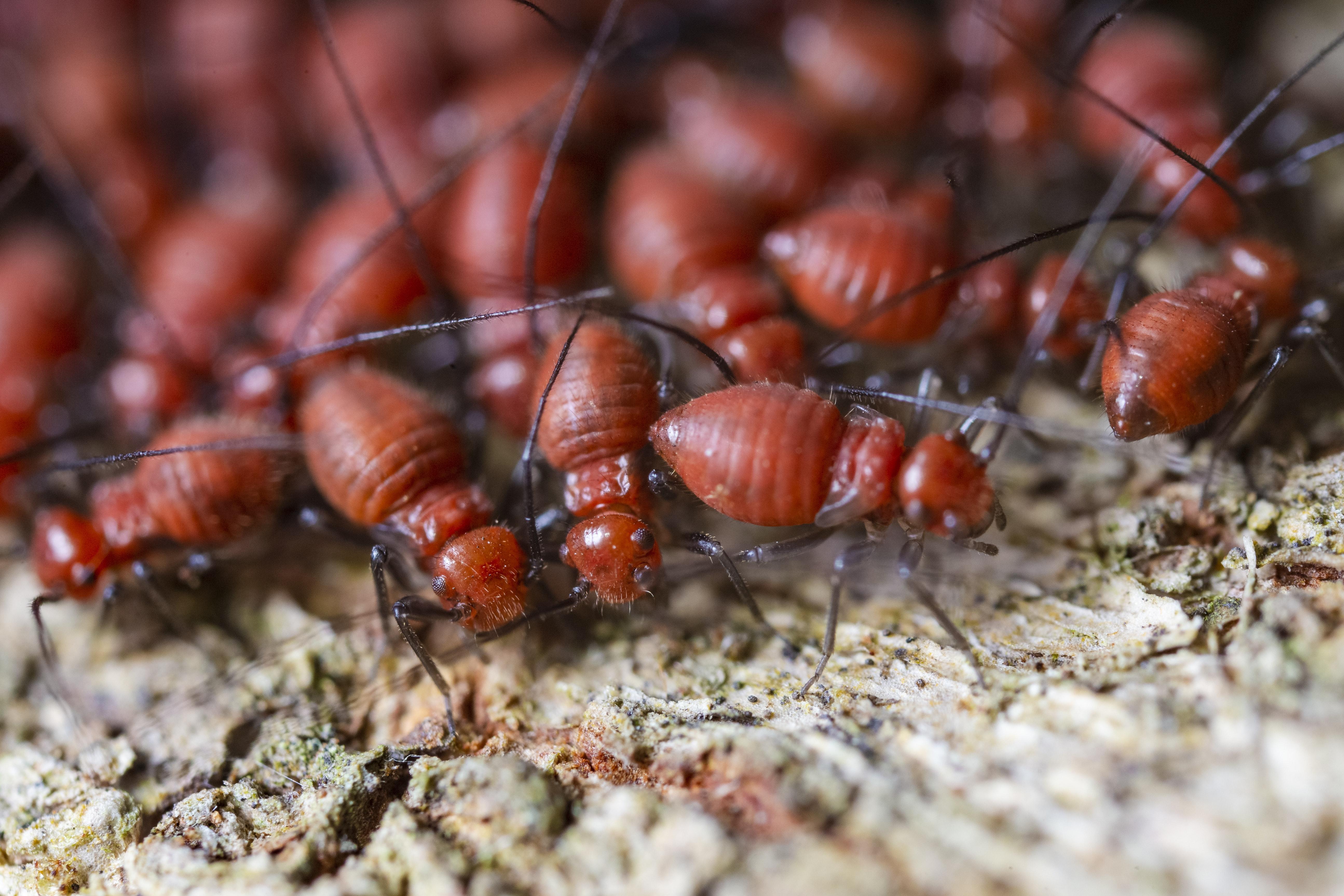 dark southeastern subterranean termite