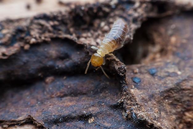 dark southeastern subterranean termite