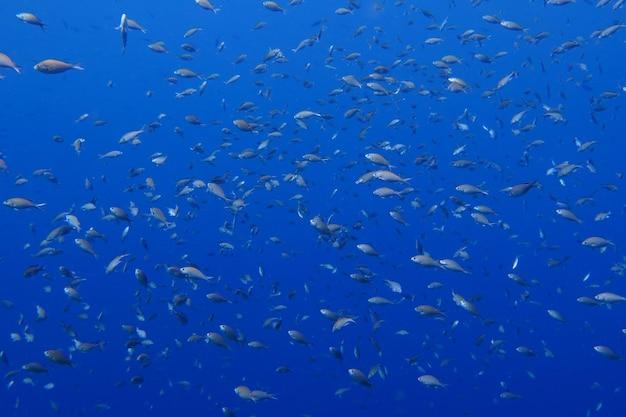 barbados fish