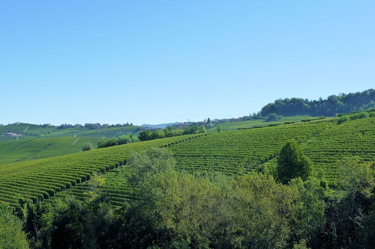 barolo 2014