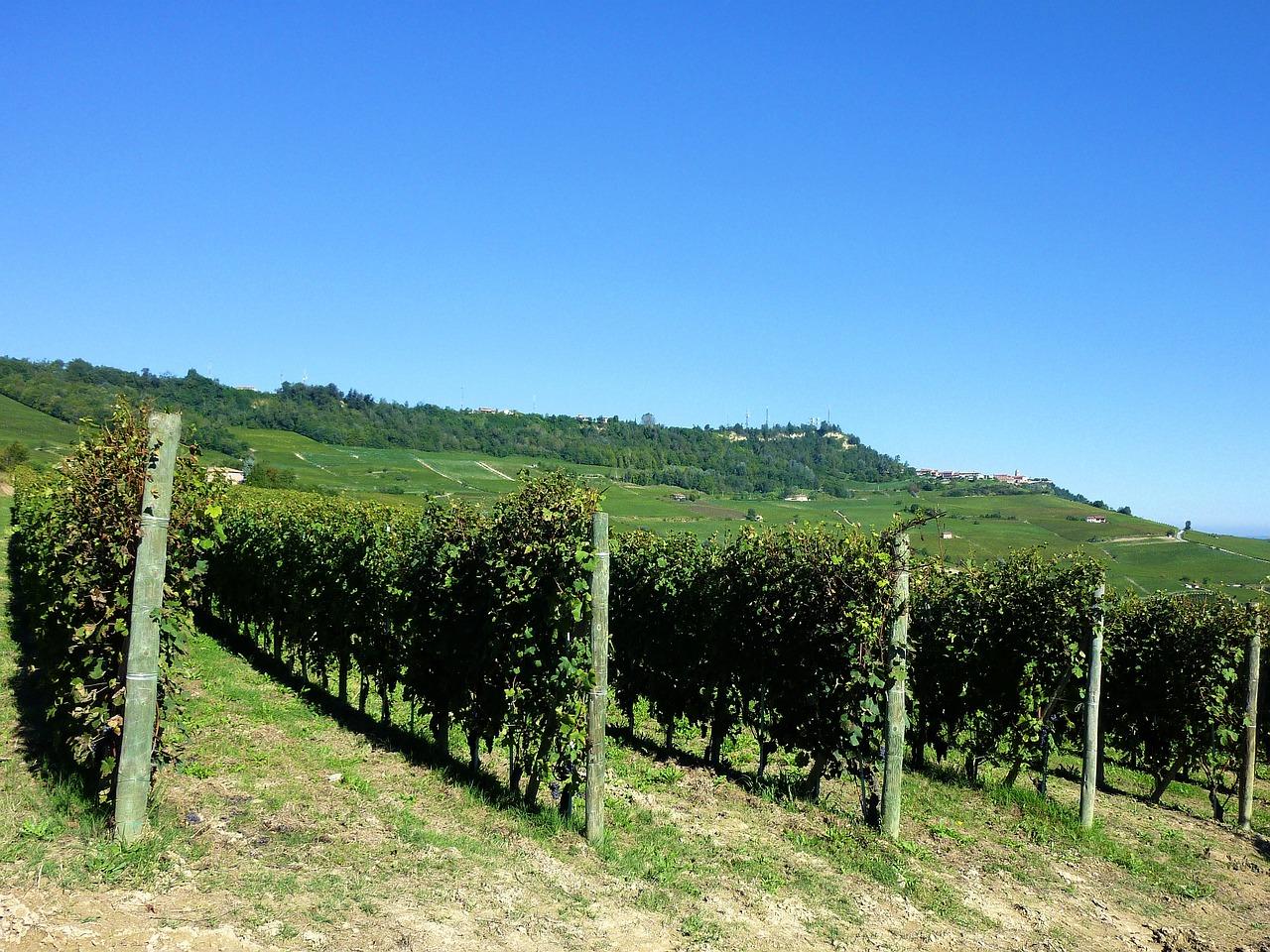 barolo 2014