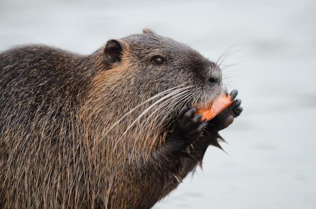 beaver bucks