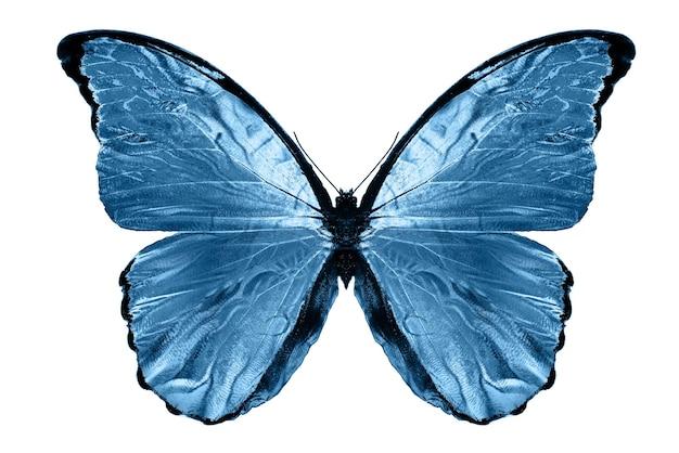 blue butterfly bourbon