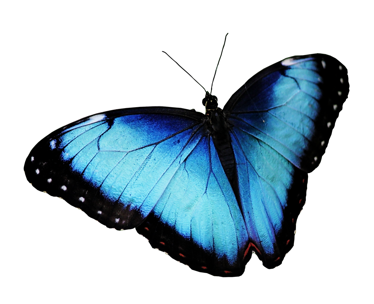 blue butterfly bourbon