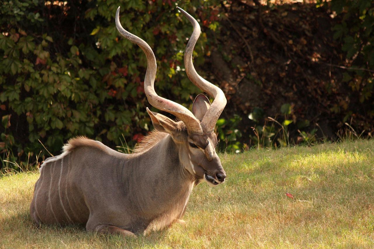 blue kudu