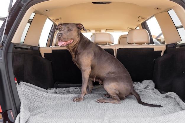 bmw x3 dog seat cover