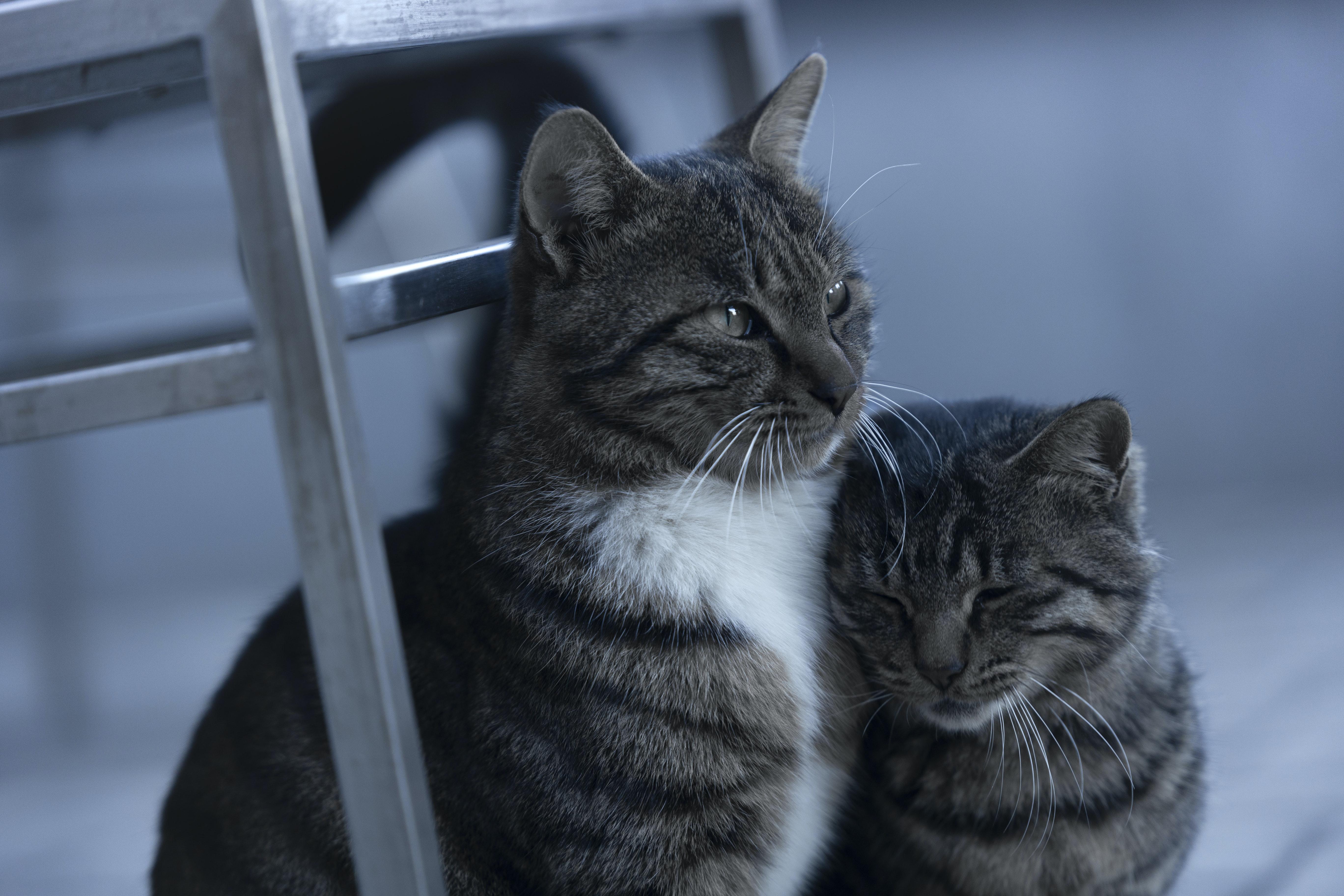 bodega cats whiskey