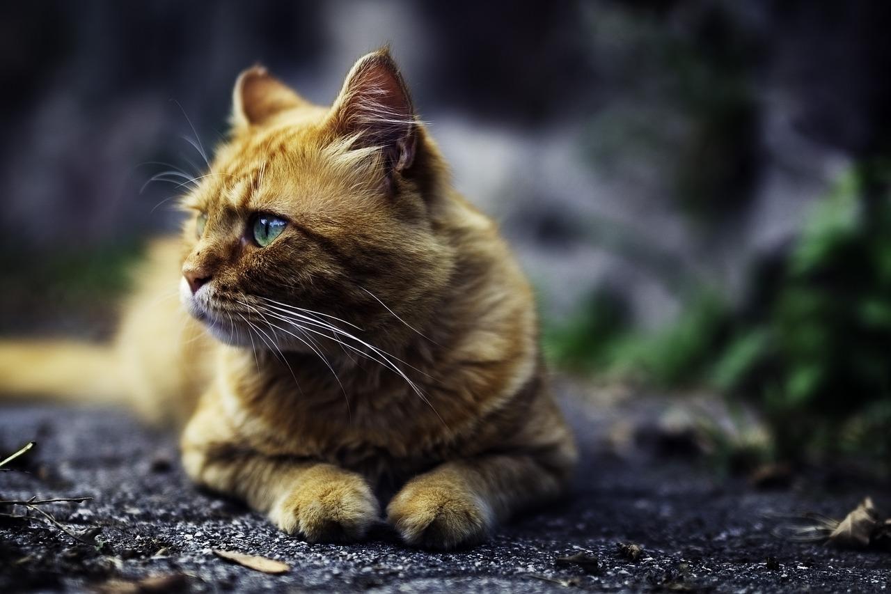 bodega cats whiskey