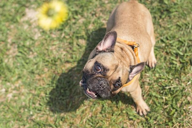 bull dog watch