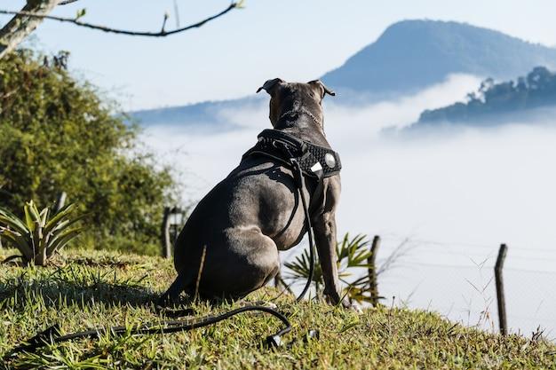 bull dog watch