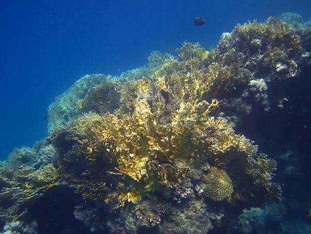 cayman islands coral reef