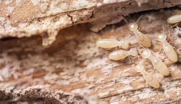 conehead termite