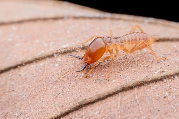 conehead termite