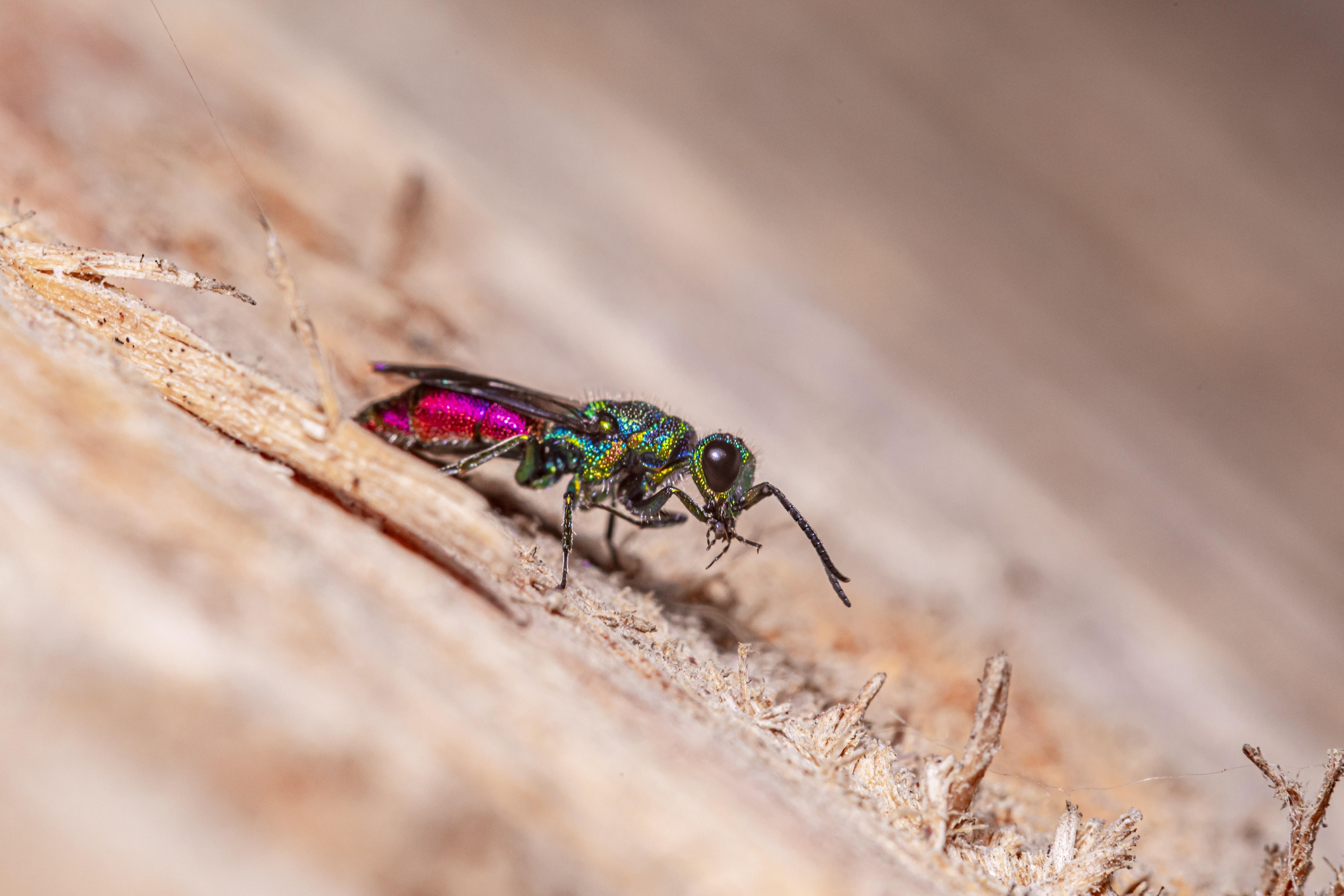 cuckoo wasp in house