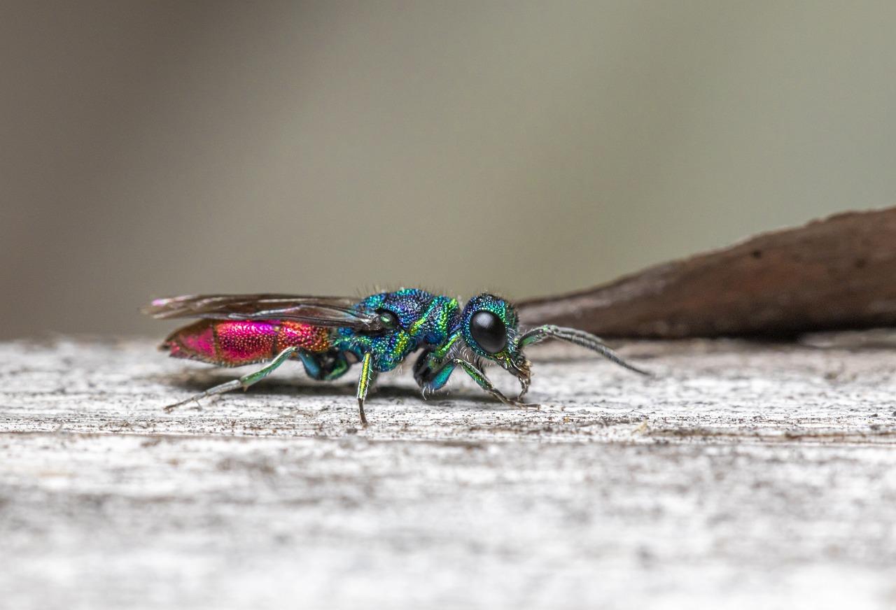 cuckoo wasp in house