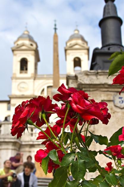 italian roses