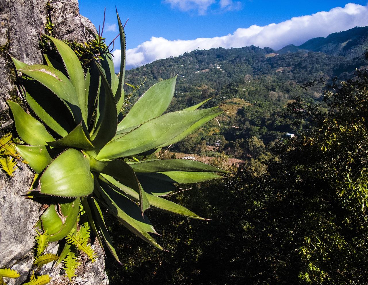 silvestre mezcal