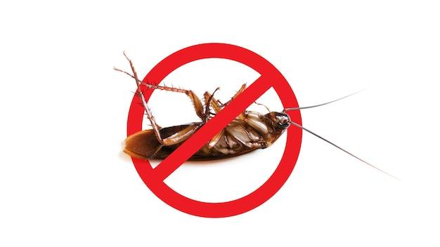 does fumigation kill cockroaches