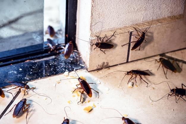 does fumigation kill cockroaches