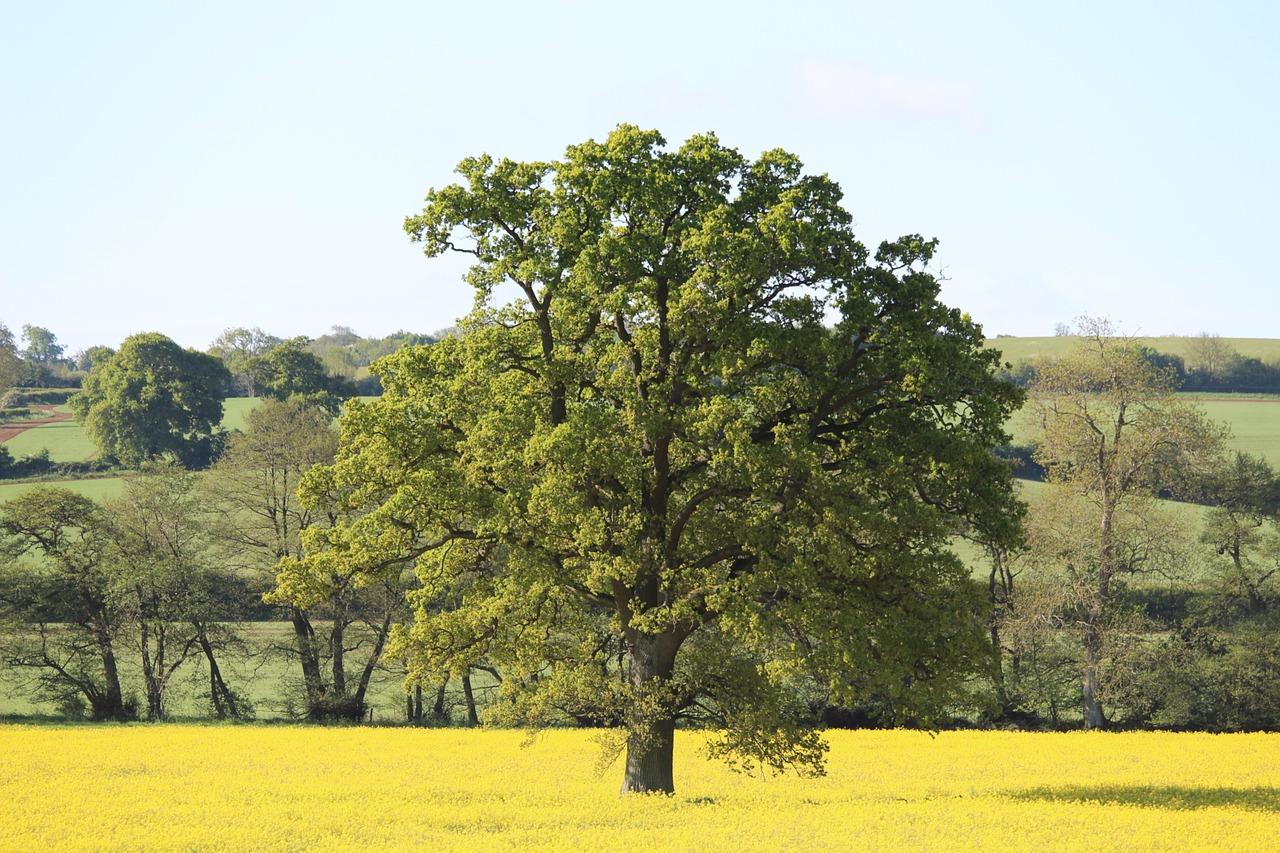 campo roble